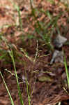 Beaked panicgrass